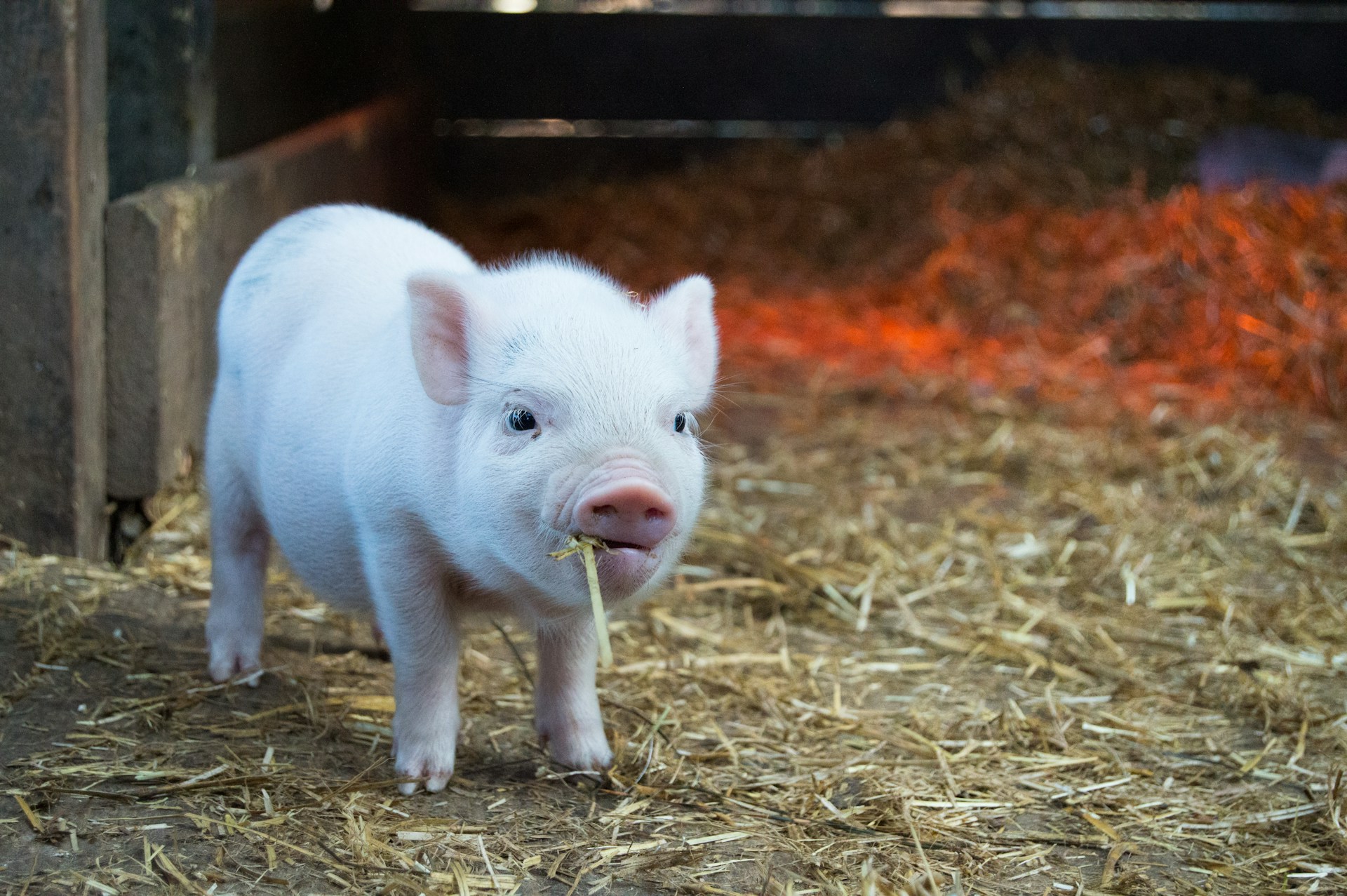 Swine Gut Health: Specialised Feed Additives for Piglet Emergence & Growth