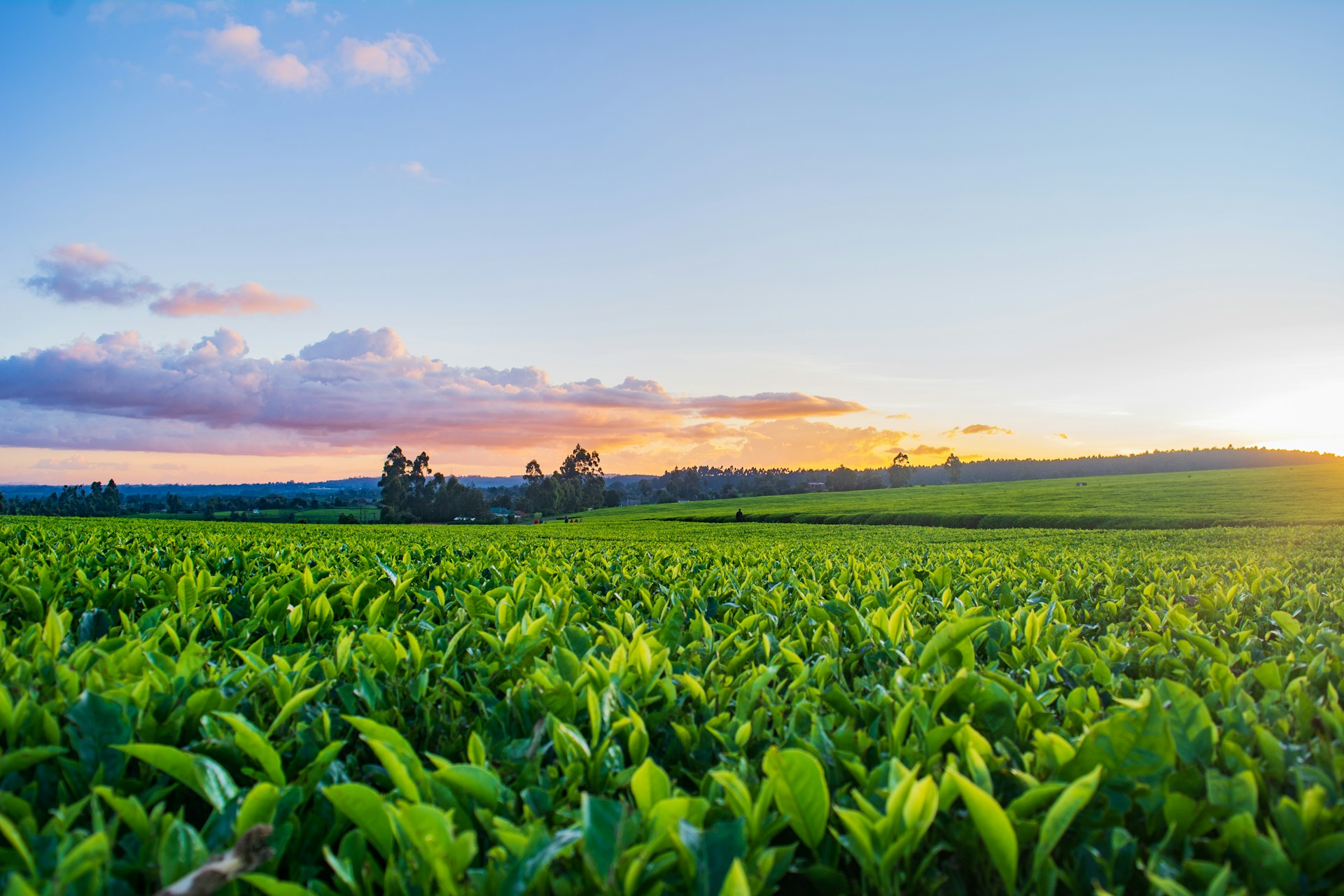 Optimising Tea Leaf Yields: The Role of Specific Micronutrients and Soil pH