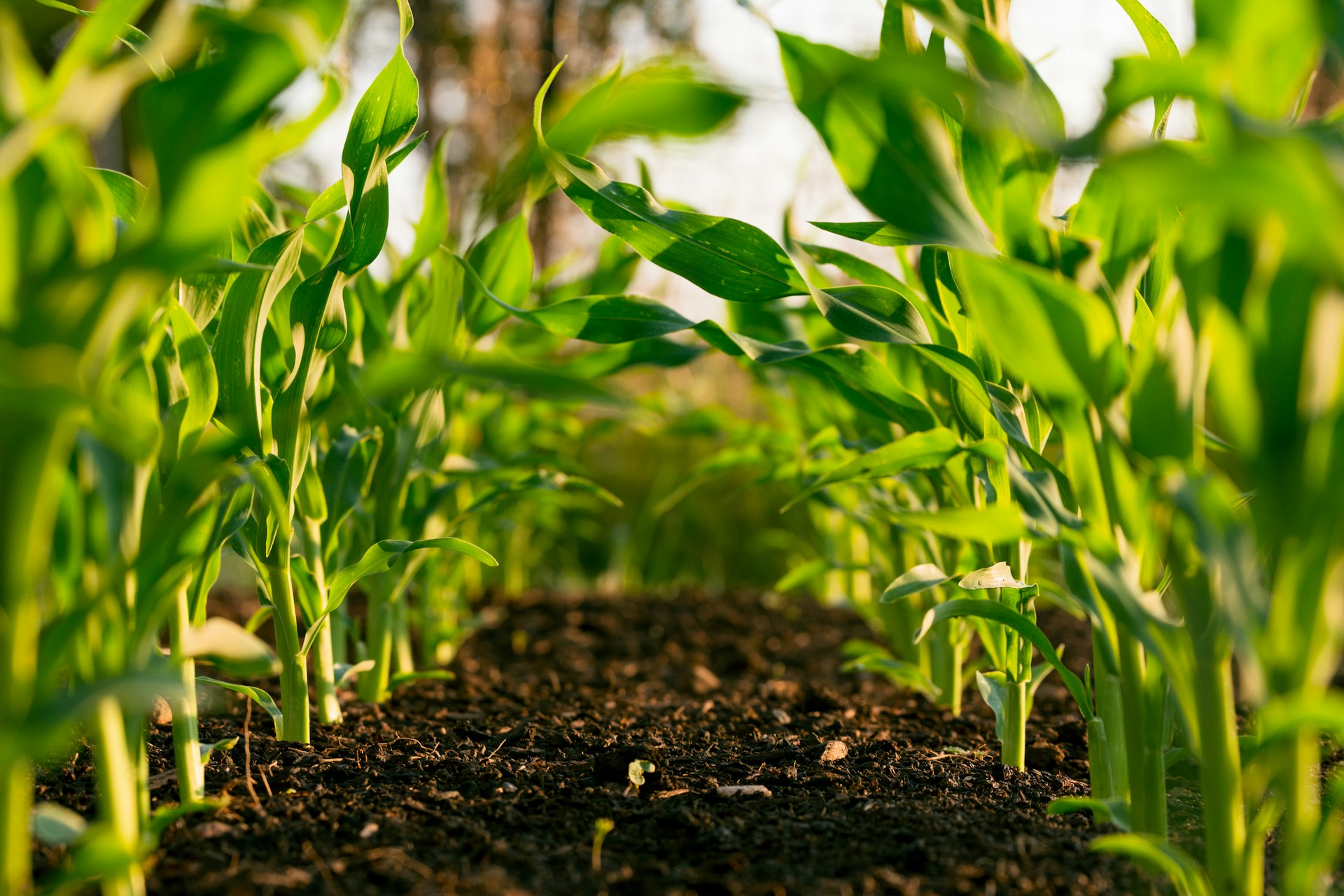 Unlocking Soil Phosphorus: LiquiLime® Trial Results on Green Maize Crops