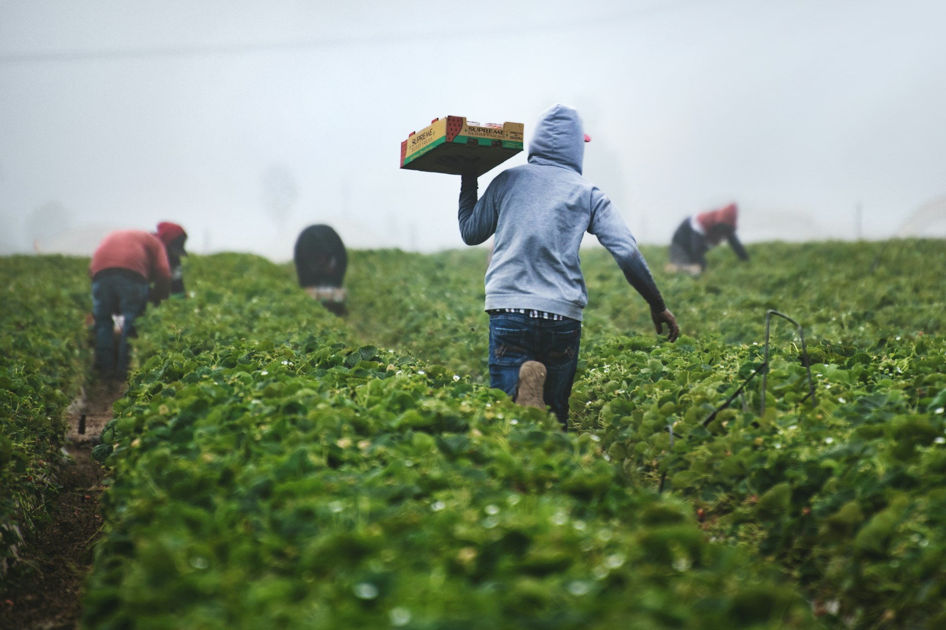 Empowering Smallholder Farmers: Community Agronomy Trials & Field Support