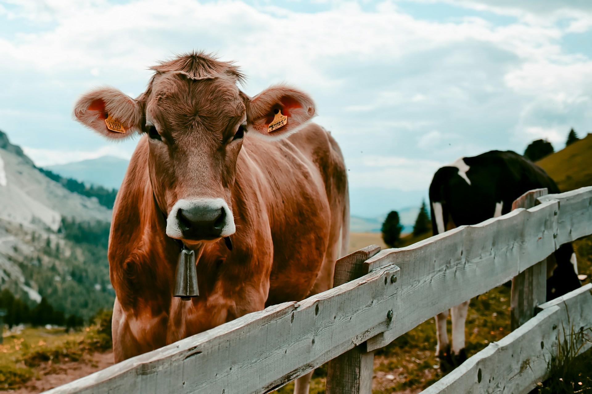 Maximising Dairy Yields: High-Performance Feed Additives for Dairy Cattle